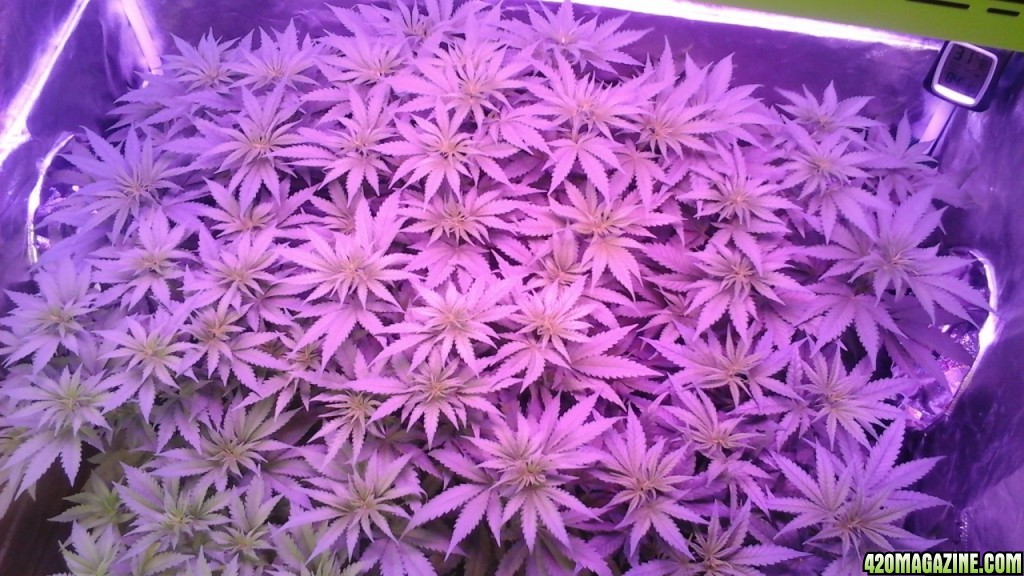 Green Crack led 144x5