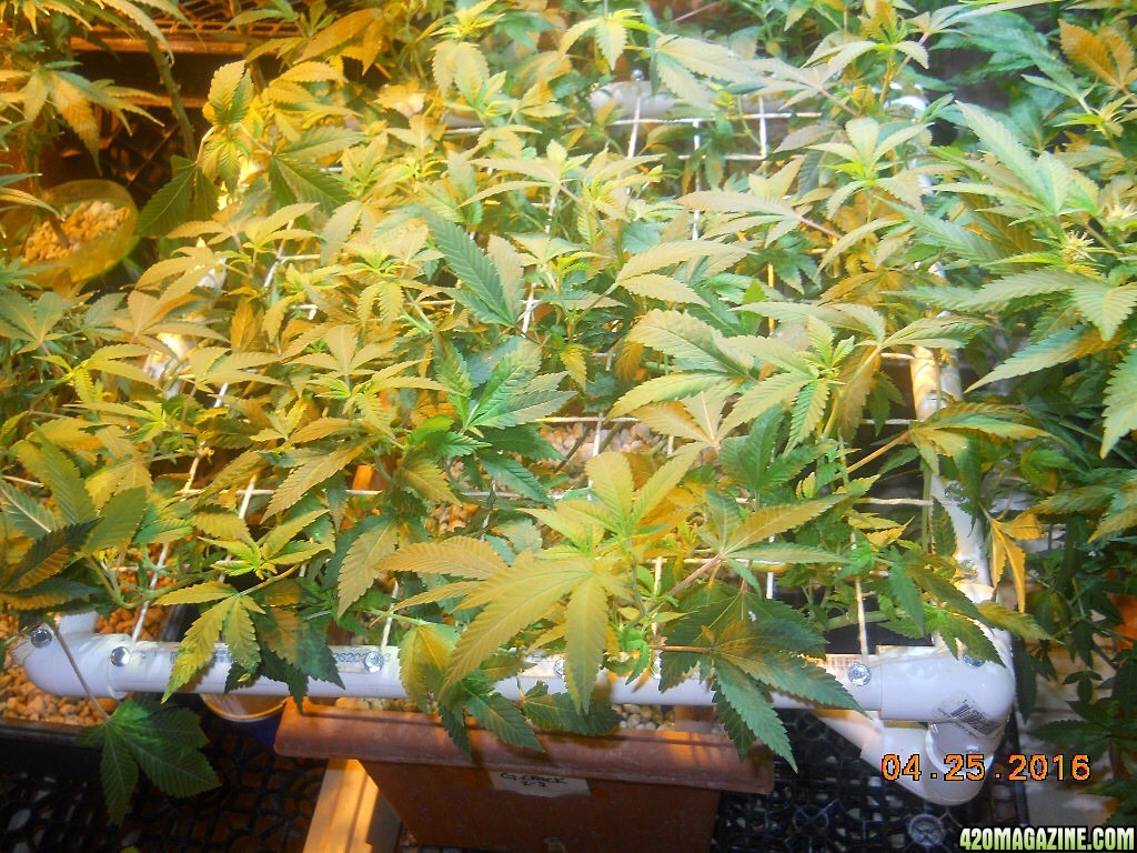 Green crack modscrog day 1