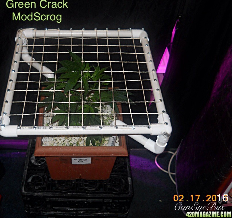 Green Crack ModScrog