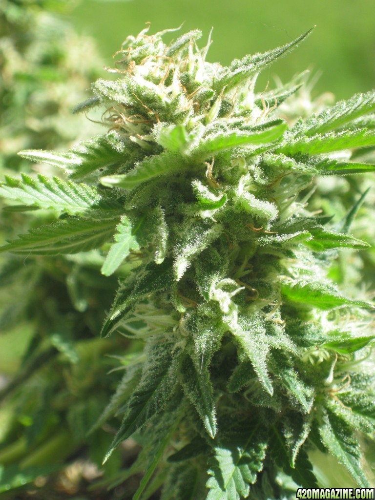 Green Crack / outdoor / pre-harvest / 5th week