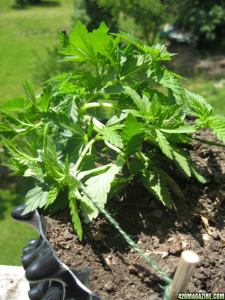 Green Crack under LST