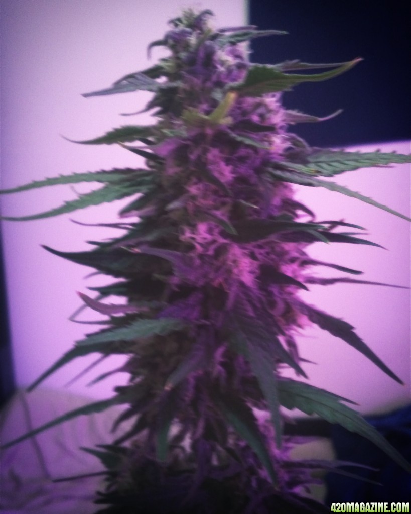 green crack week6 flower