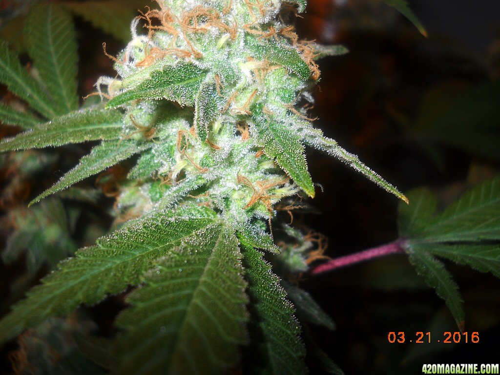 Green Crack wk7 bud