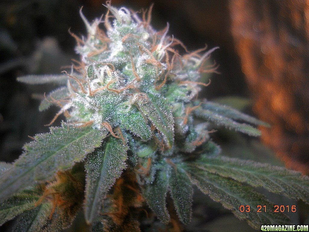 Green Crack wk7 bud