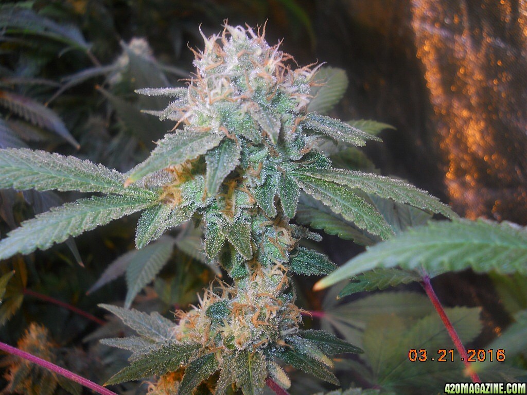 Green Crack wk7 bud