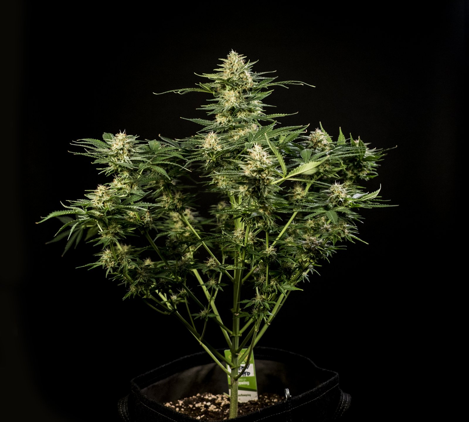 Green Gelato Black - Day 56 - 006.jpg