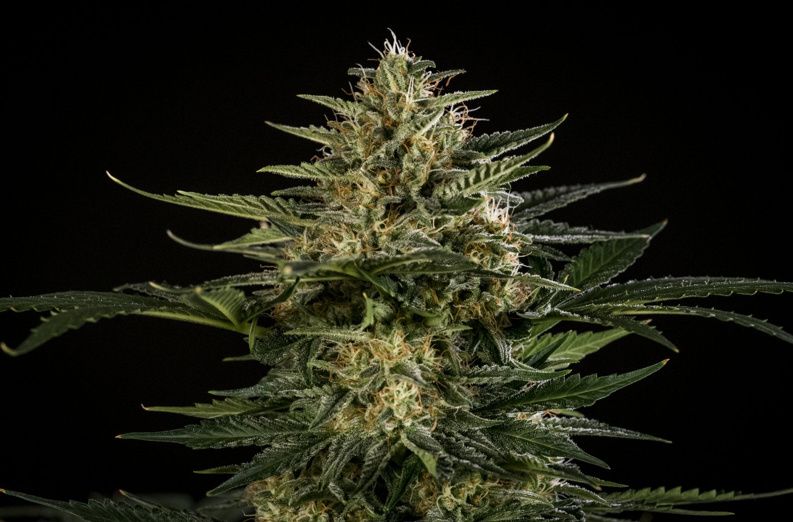 Green Gelato Black - Day 56 - 017.jpg