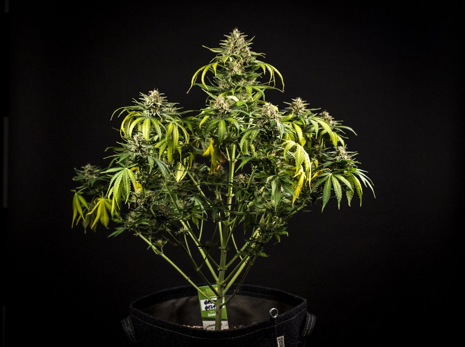 Green Gelato Black - Day 67 - 006.jpg