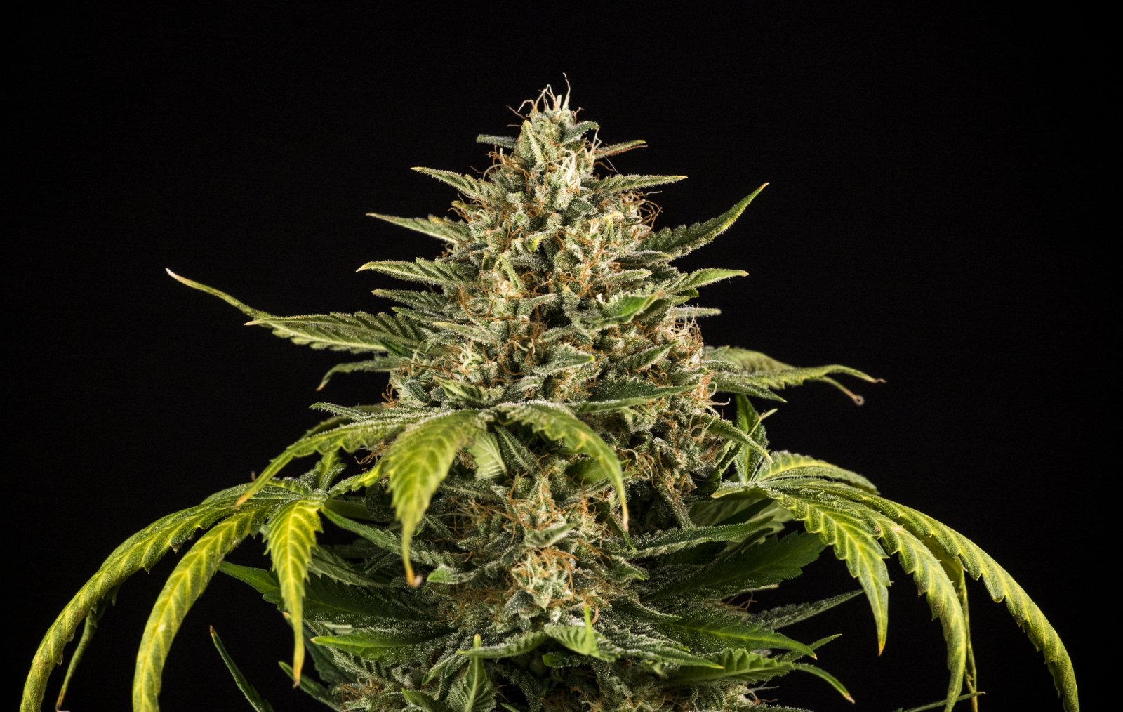 Green Gelato Black - Day 67 - 014.jpg