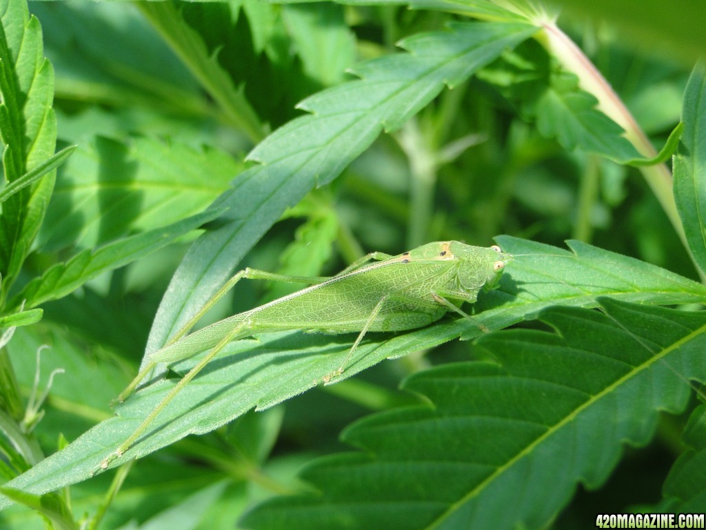 Green Grasshopper/Cricket Leaf Damage