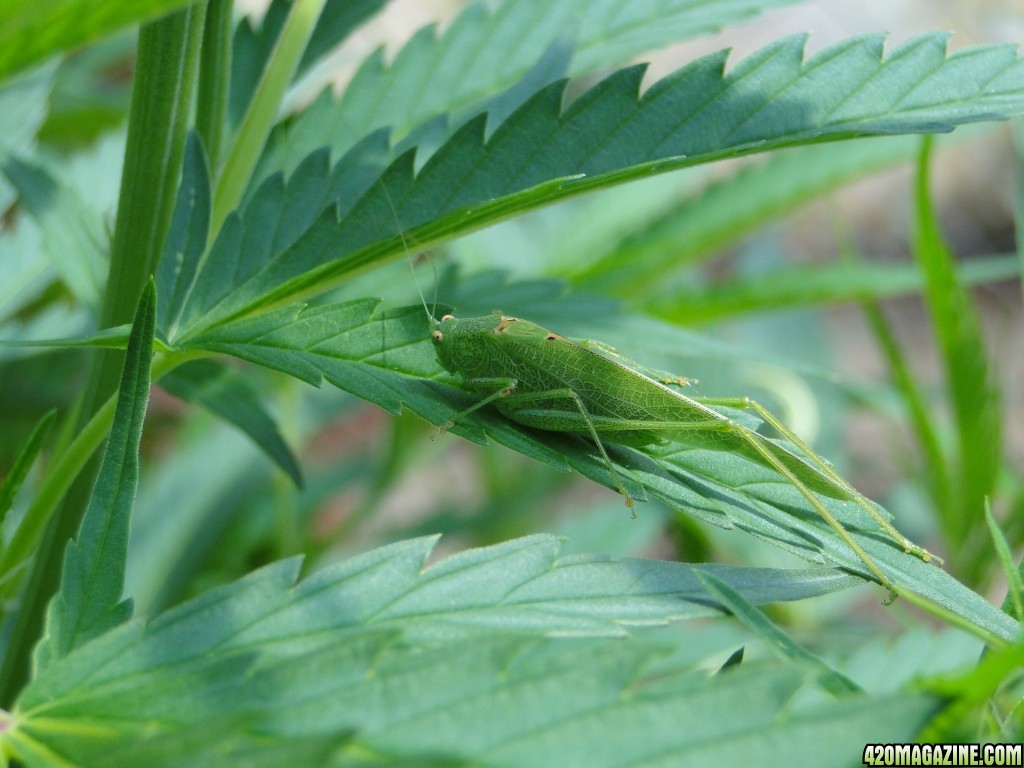 Green Grasshopper/Cricket Leaf Damage