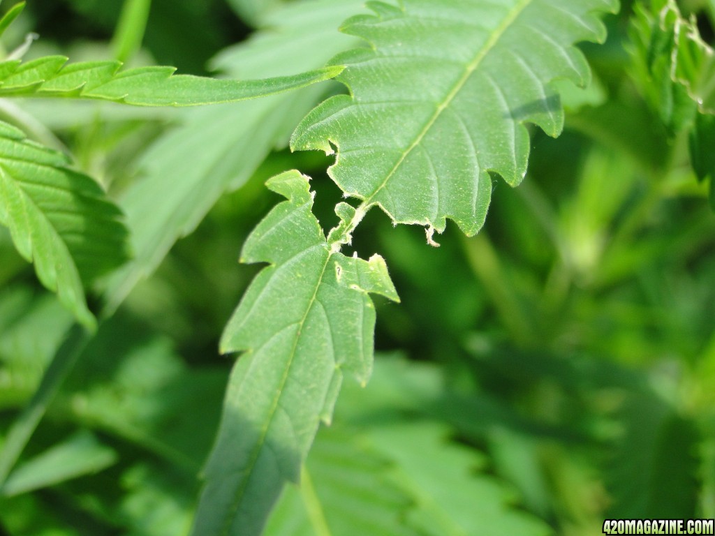 Green Grasshopper/Cricket Leaf Damage