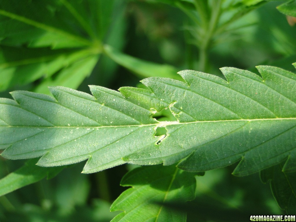 Green Grasshopper/Cricket Leaf Damage