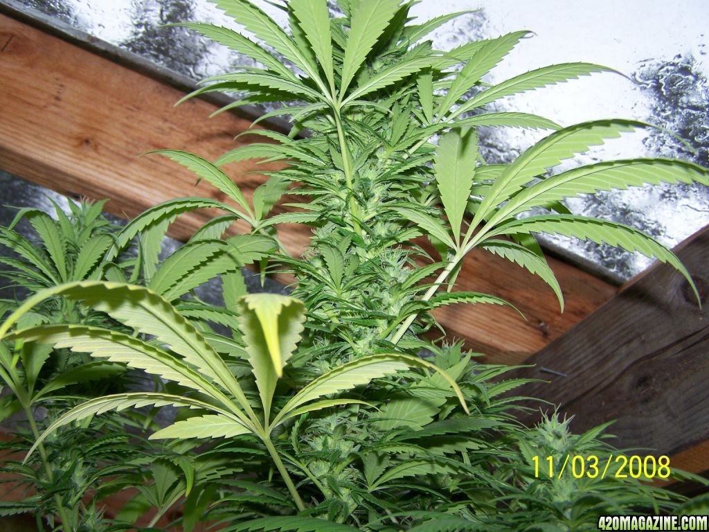 Green House Bud 9'