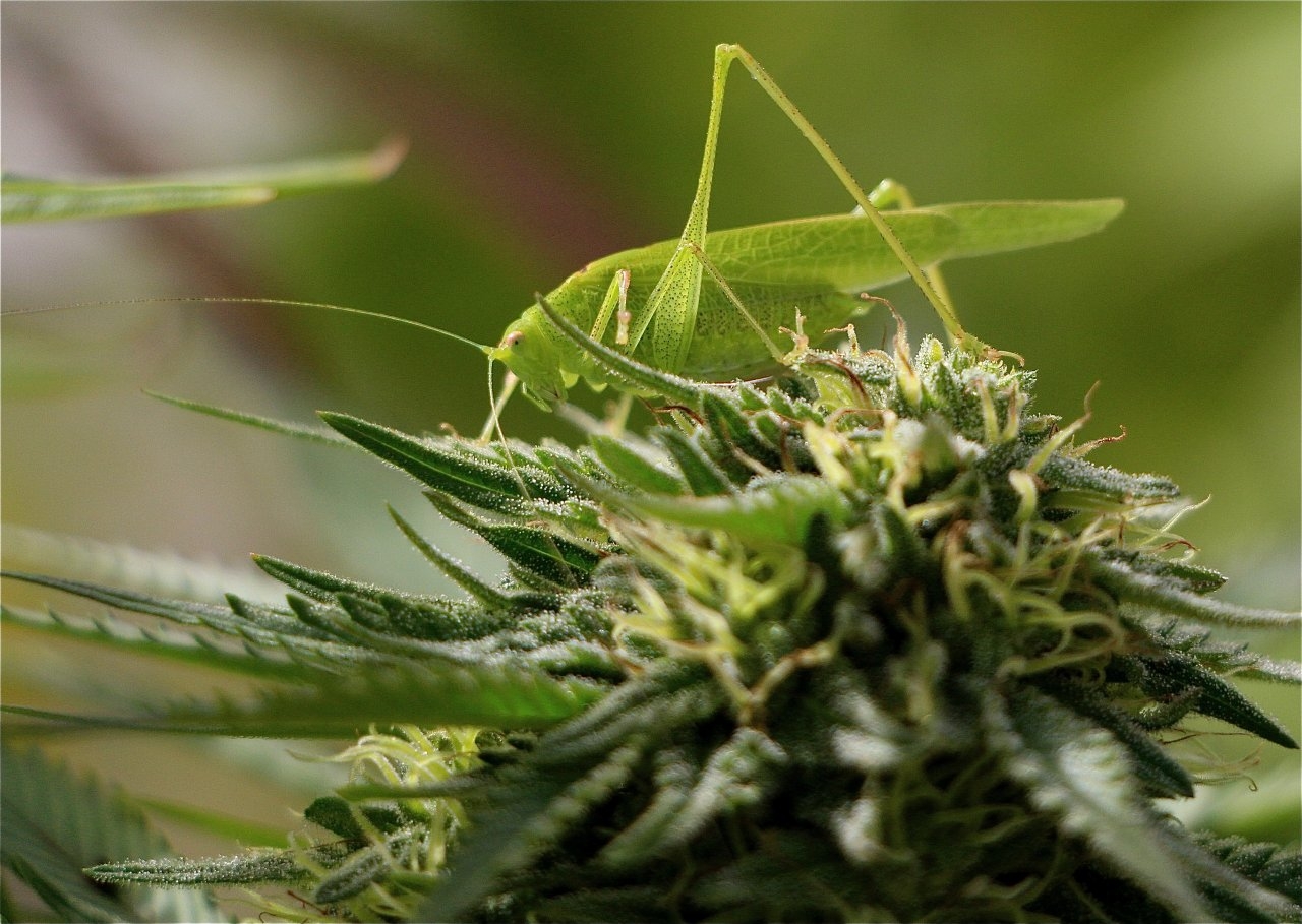 Green Praying Mantis on Cannabis Flower