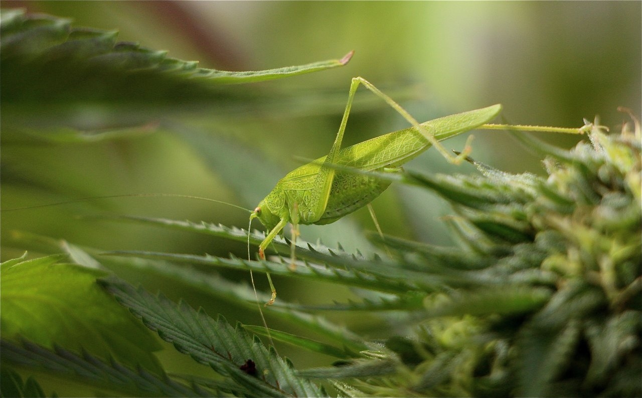 Green Praying Mantis