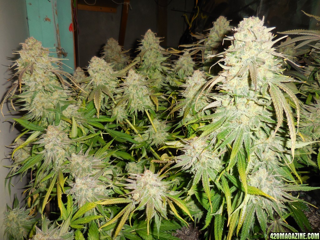 Green_Crack_harvest_001