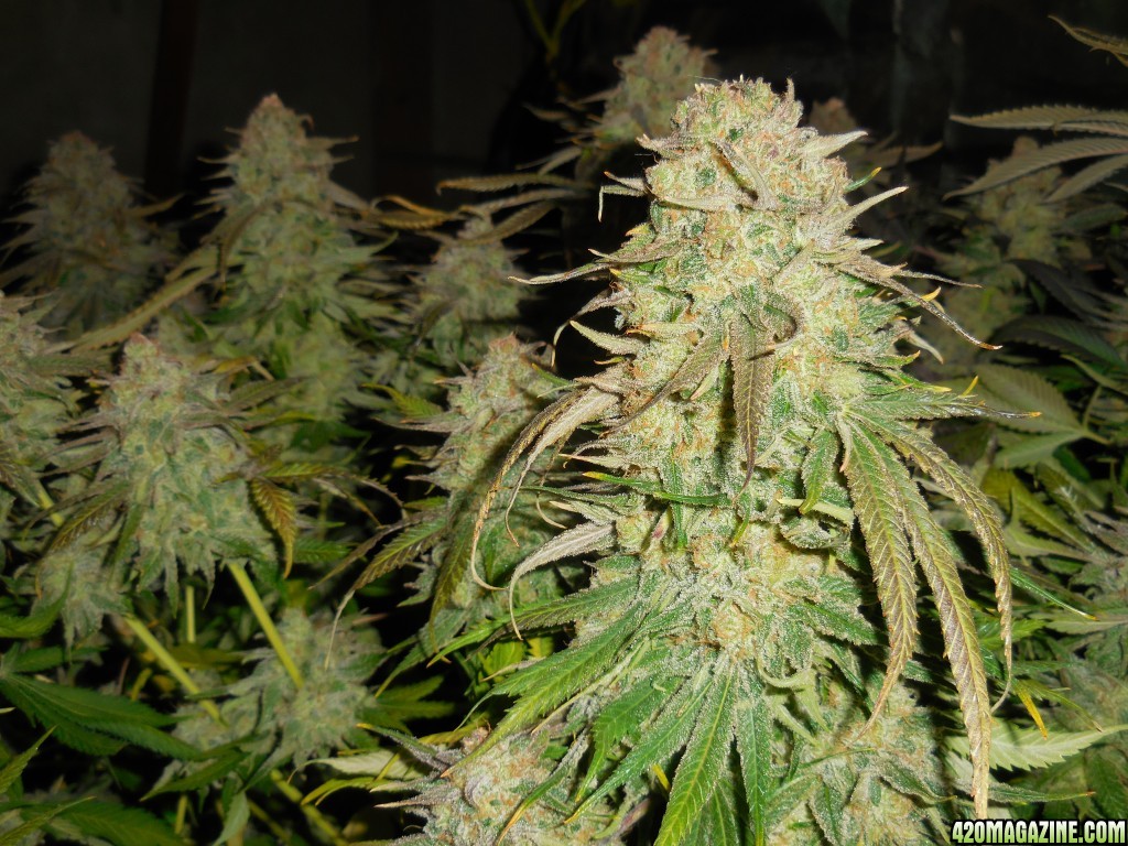 Green_Crack_harvest_002