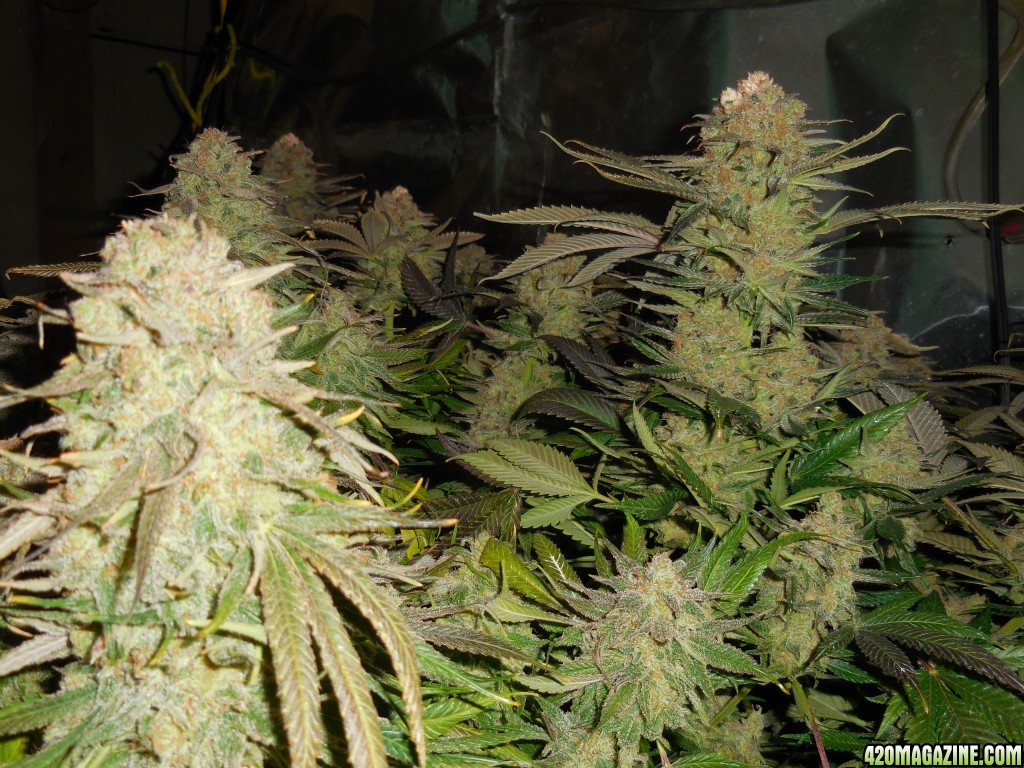 Green_Crack_harvest_003