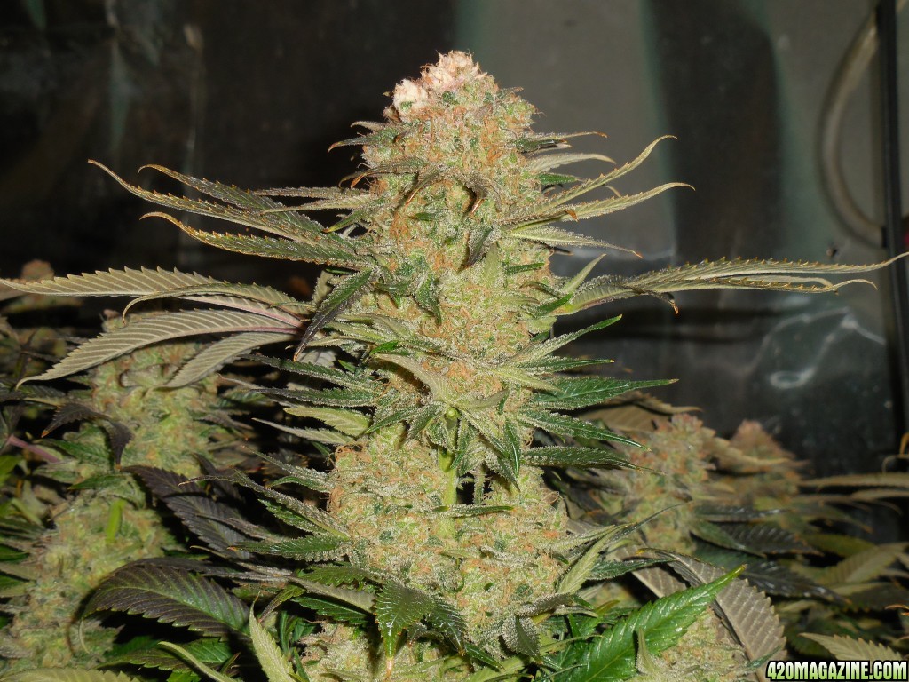 Green_Crack_harvest_004