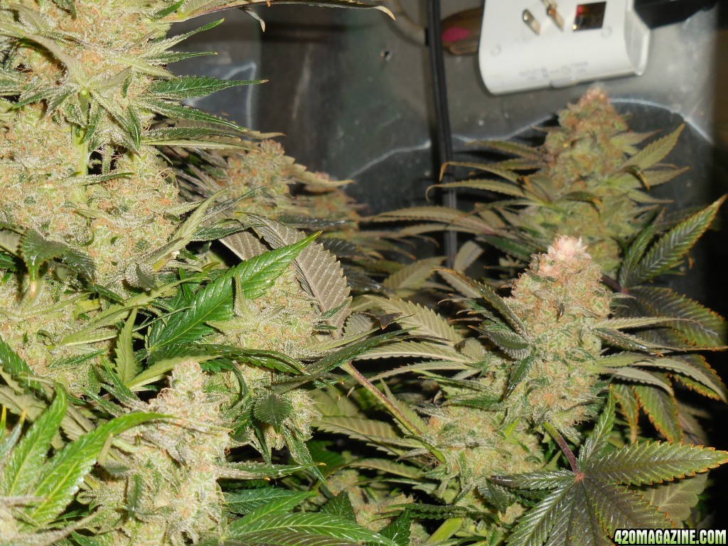 Green_Crack_harvest_005