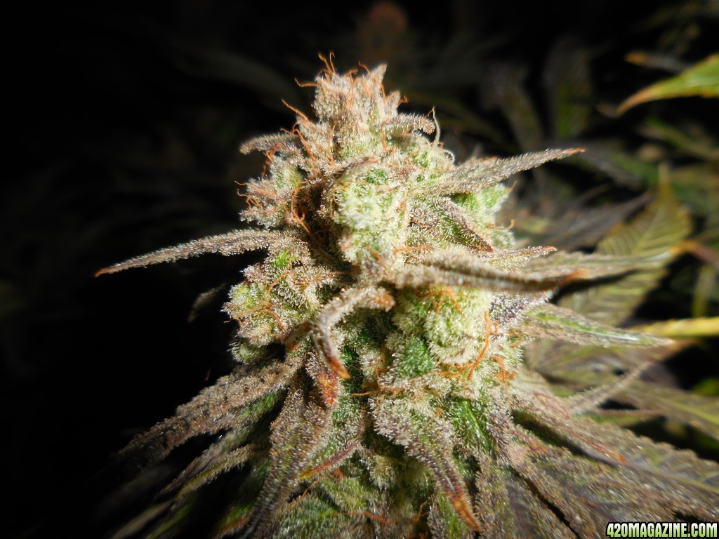 Green_Crack_harvest_008