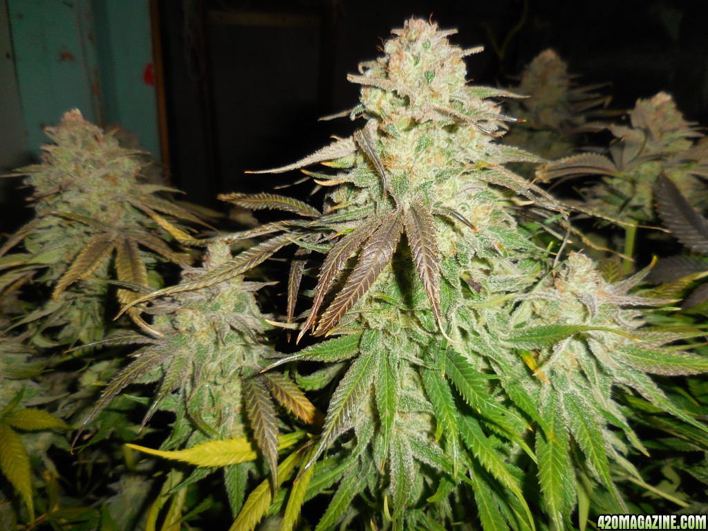 Green_Crack_harvest_009