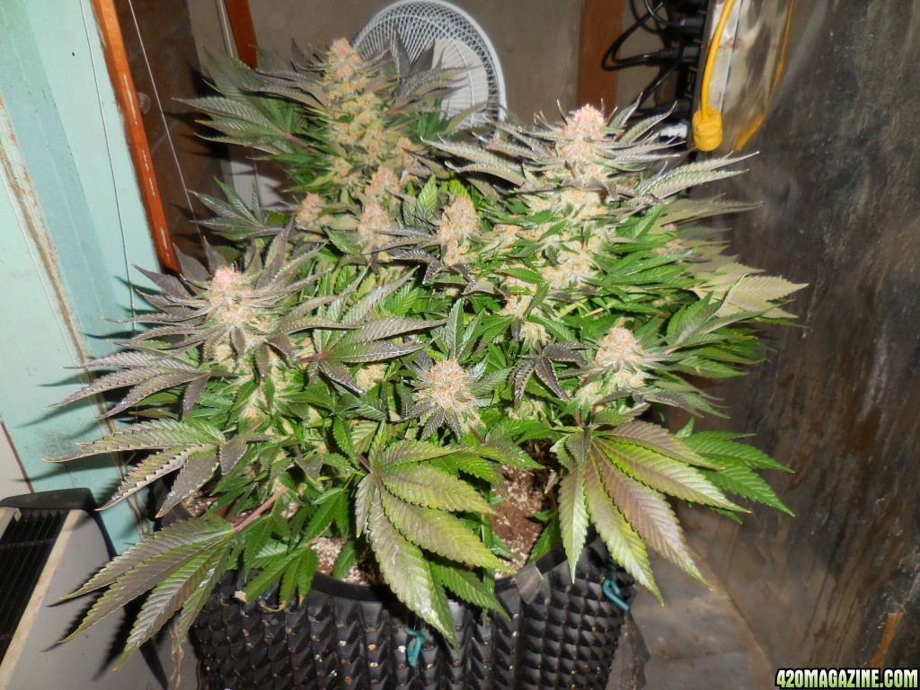 Green_Crack_harvest_011