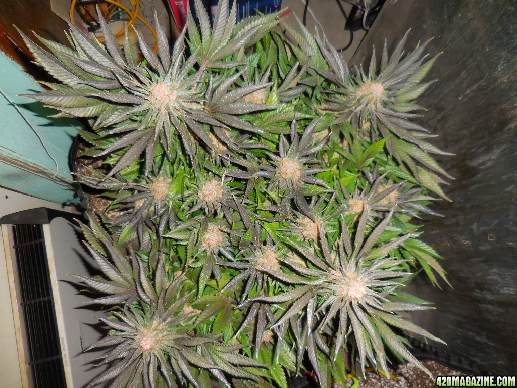 Green_Crack_harvest_012