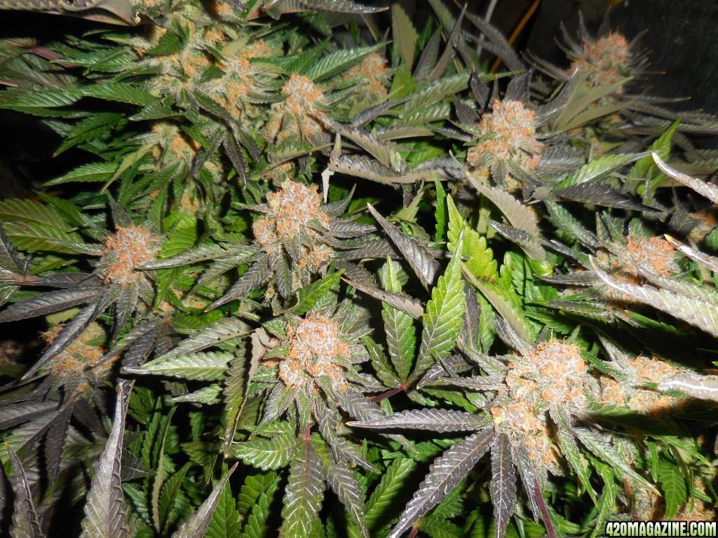 Green_Crack_harvest_013