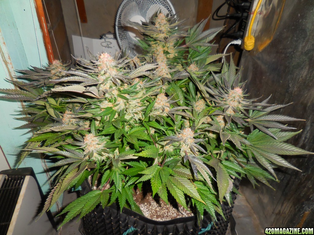 Green_Crack_harvest_017