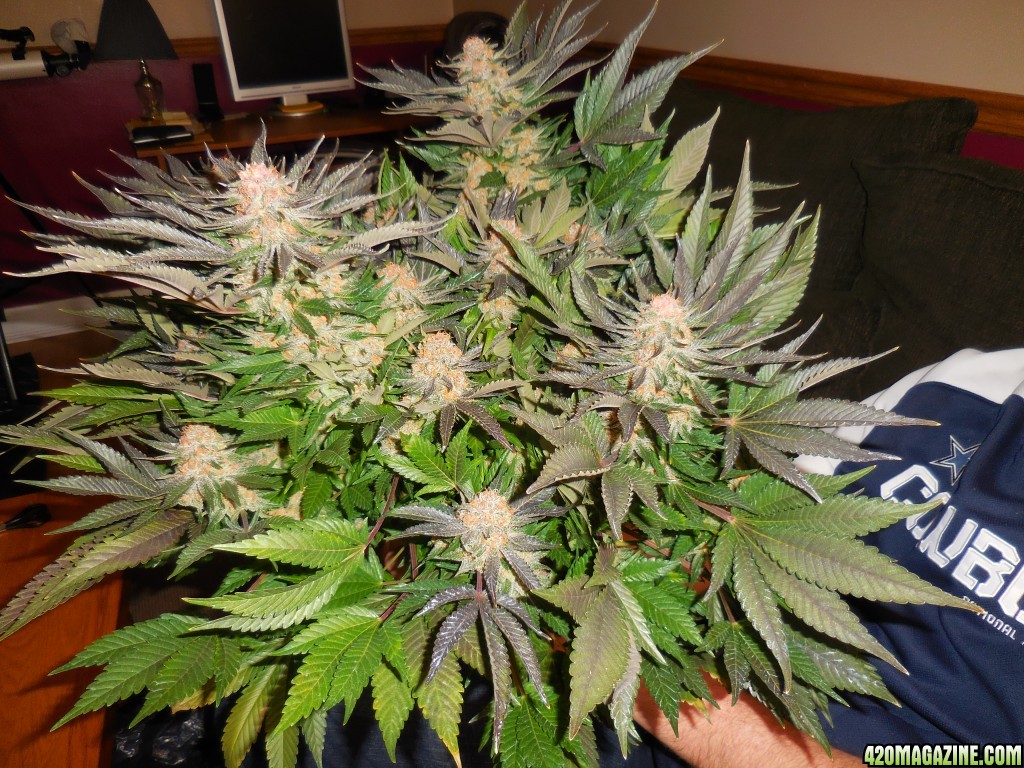 Green_Crack_harvest_020