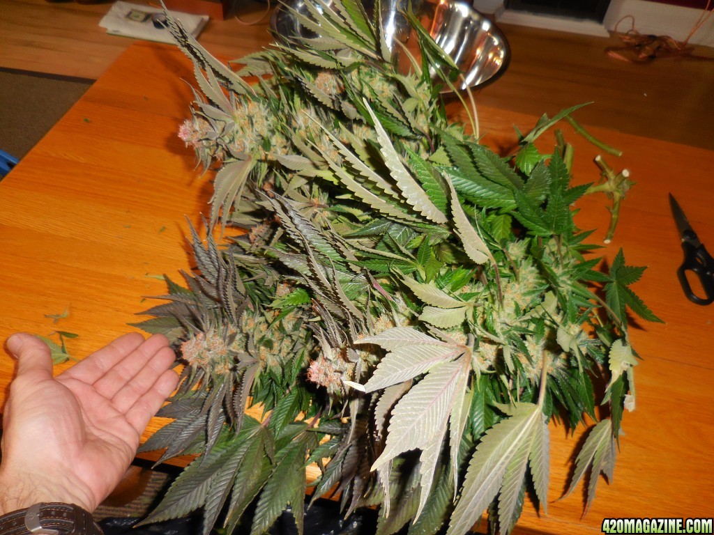 Green_Crack_harvest_022