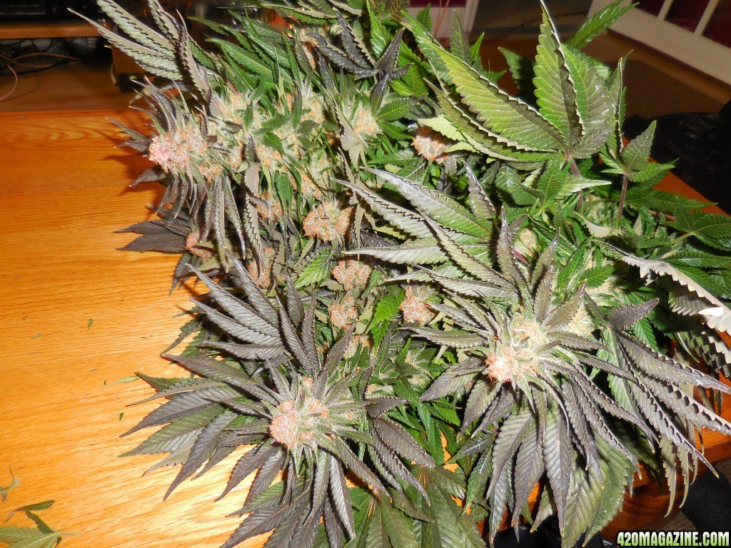 Green_Crack_harvest_023