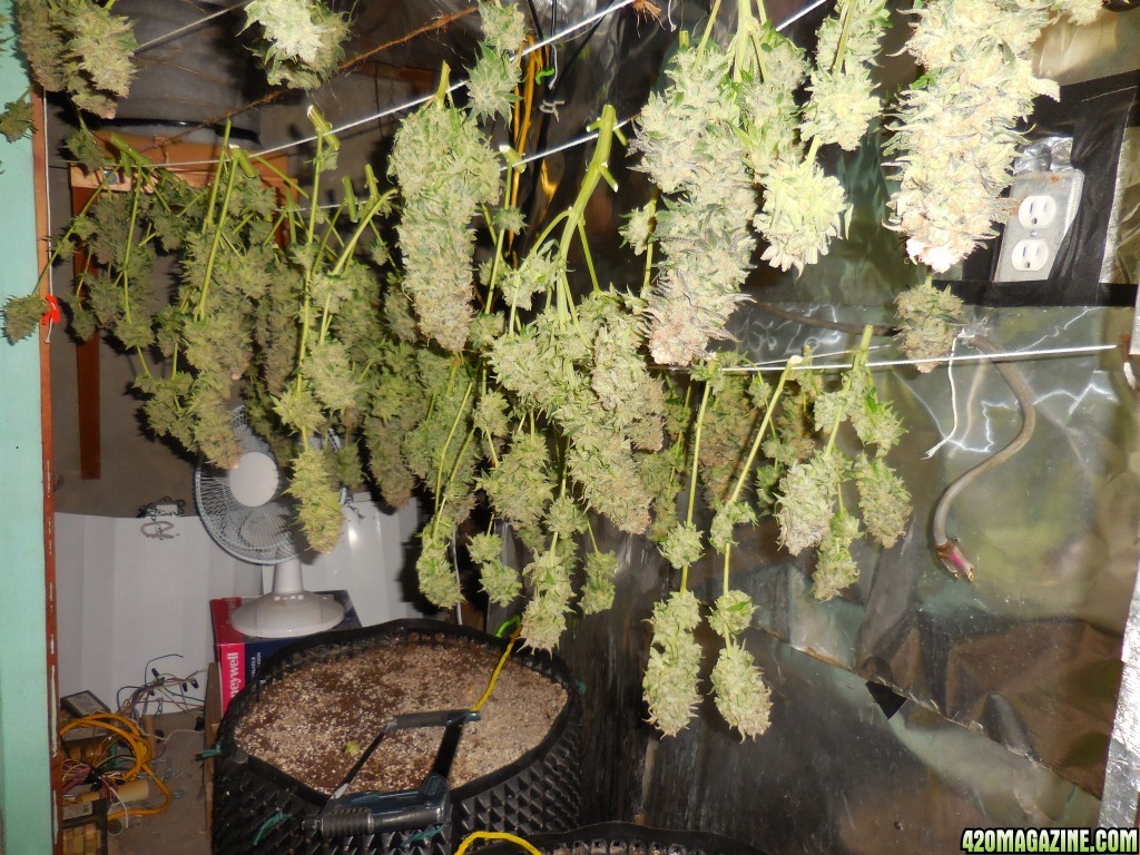 Green_Crack_harvest_031