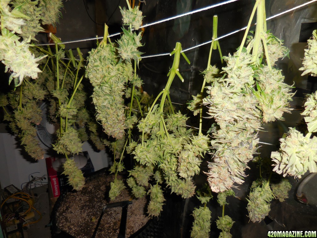 Green_Crack_harvest_032