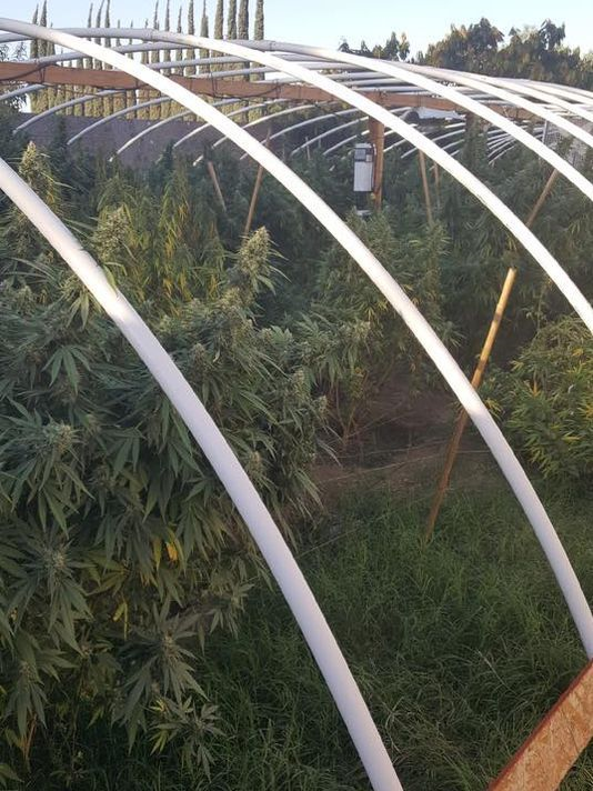 Greenhouse Grow - Tulare County Sheriff's Department