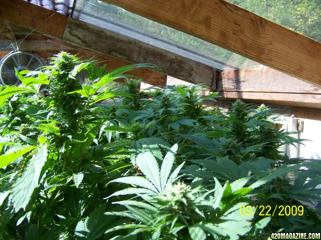 GREENHOUSE MEDS.