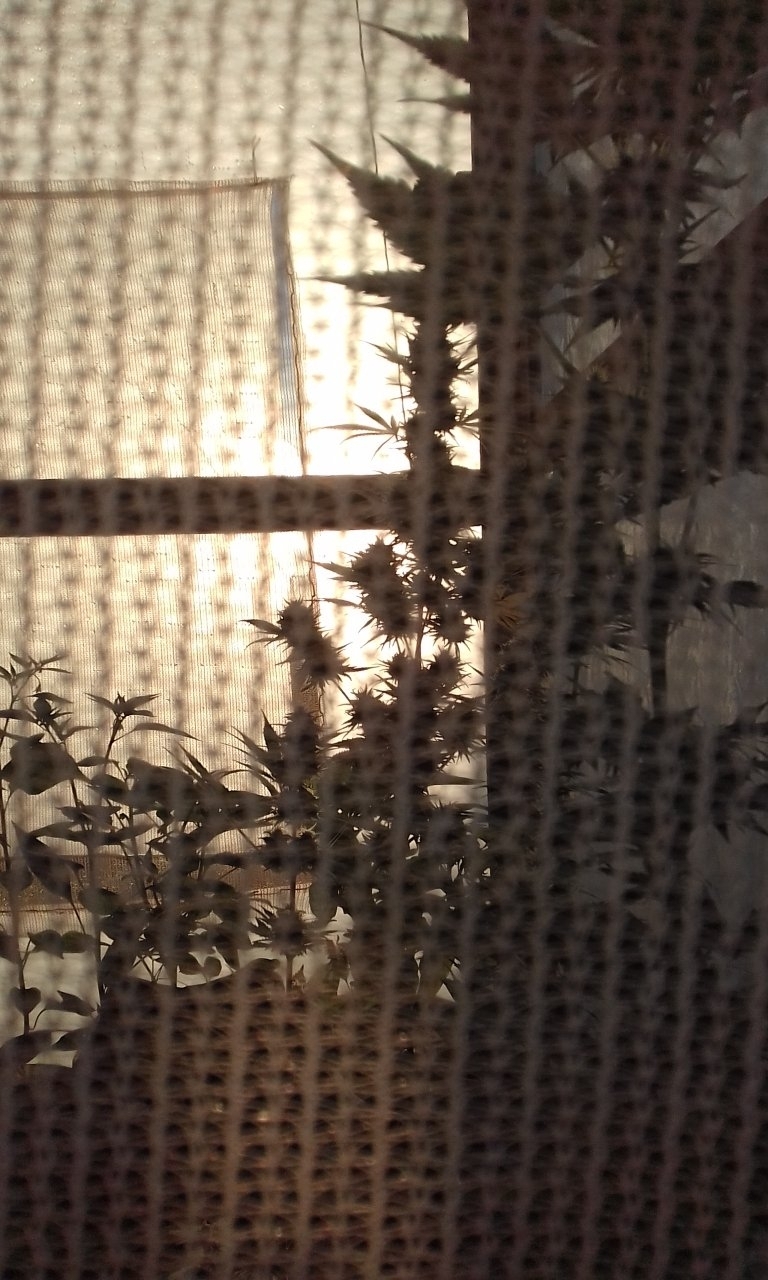 Greenhouse sunrise silhouette through the flap.jpg