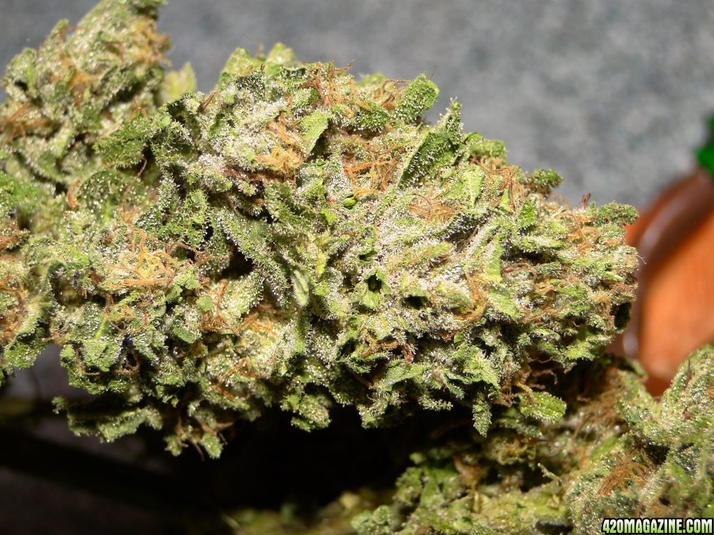 Greenhouse_Blueberry_x_Cheese_Dried_Nugget