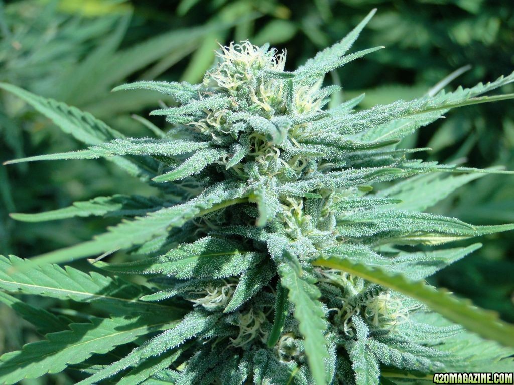 Greenhouse_Blueberry_x_Cheese_Flower