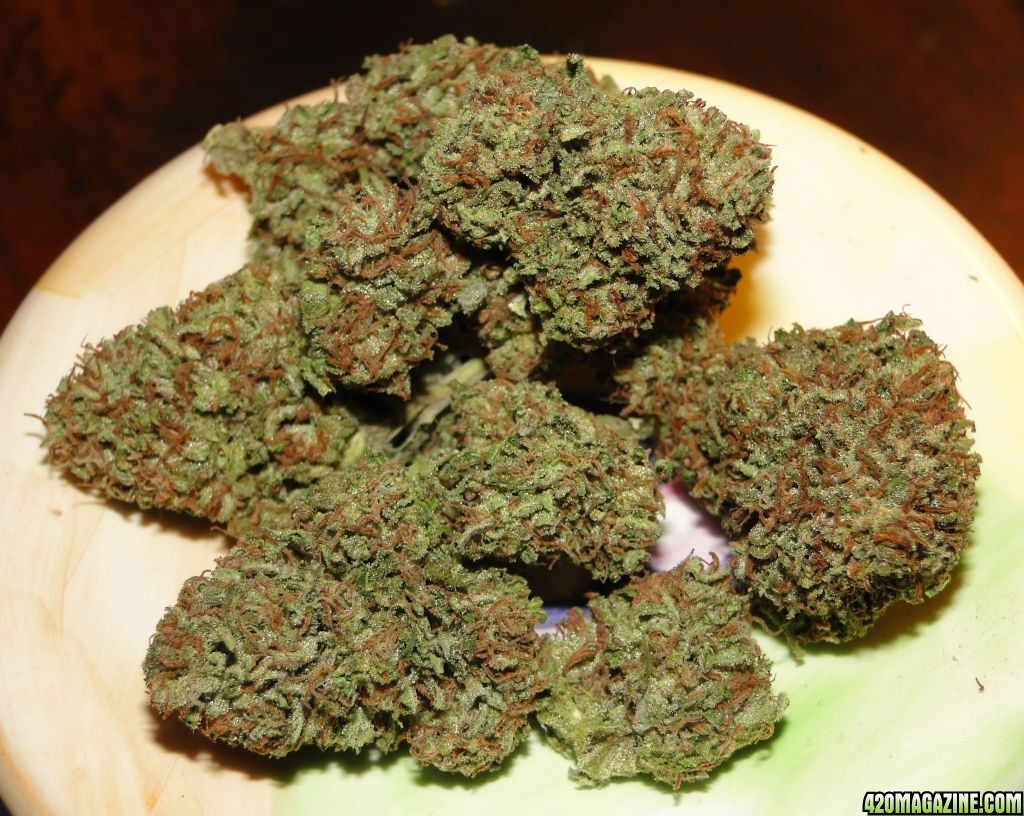 Greenhouse_Grand_Daddy_Purple_x_O_G_Kush