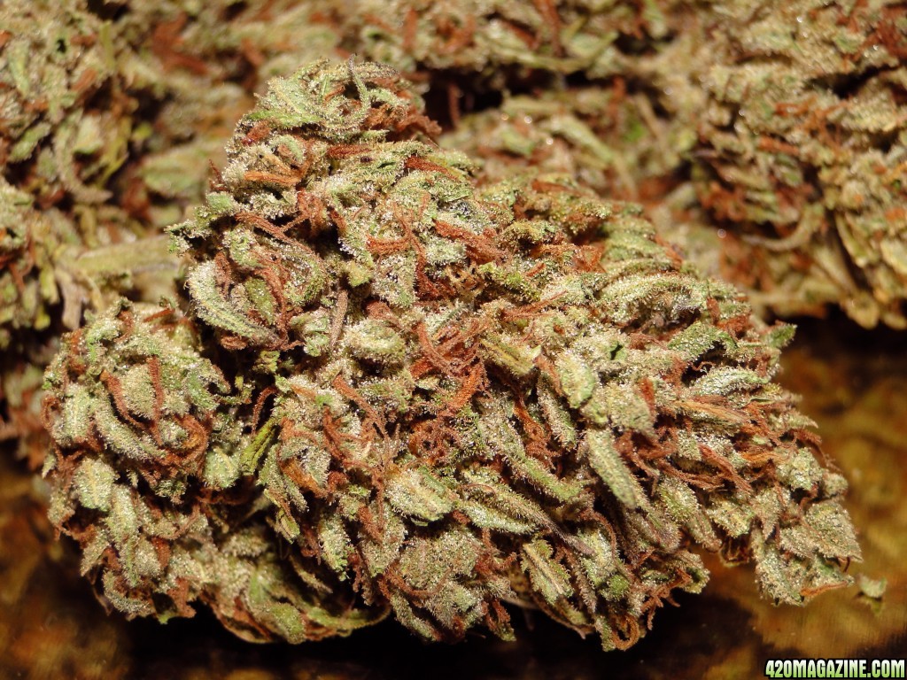 Greenhouse_Grand_Daddy_Purple_x_O_G_Kush1