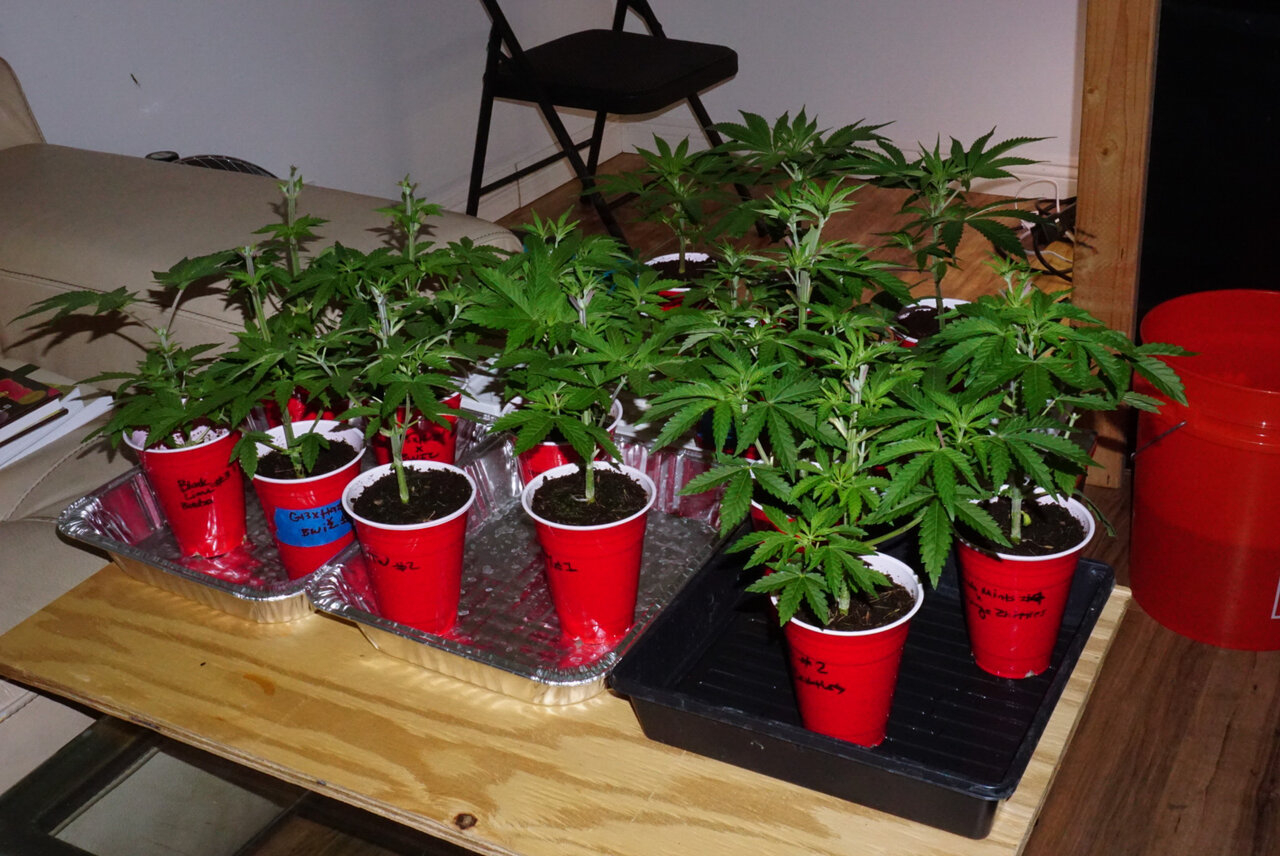 Group of veg plants all in solo cups