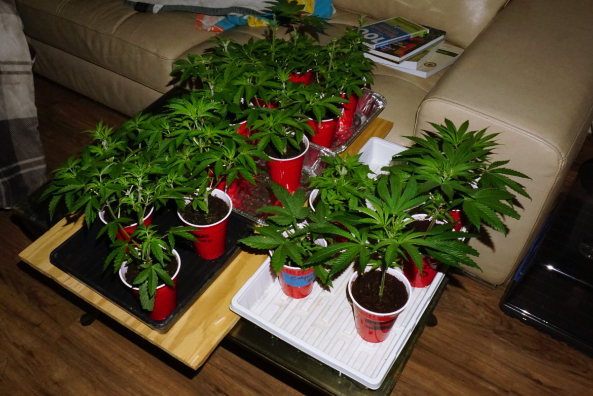 Group of veg plants all in solo cups