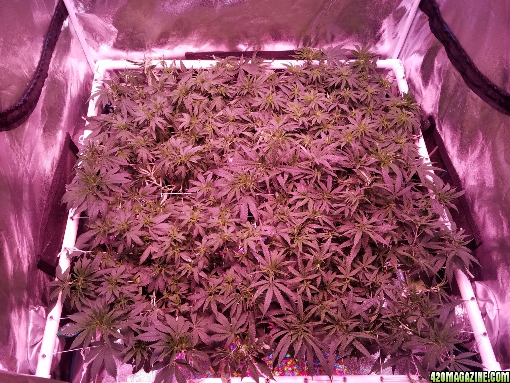 group shot 10 days in flower