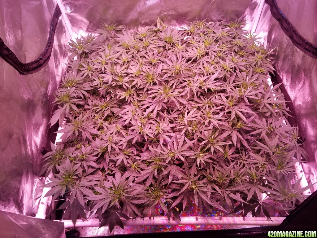 group shot 15 days in flower