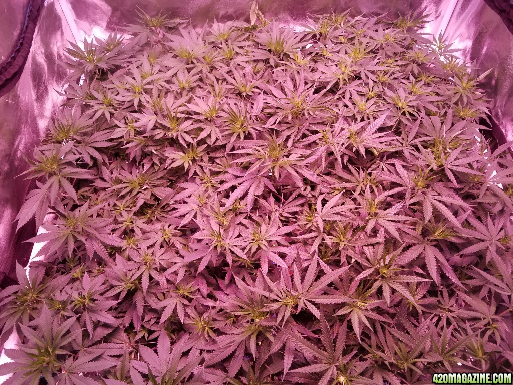 group shot 15 days in flower