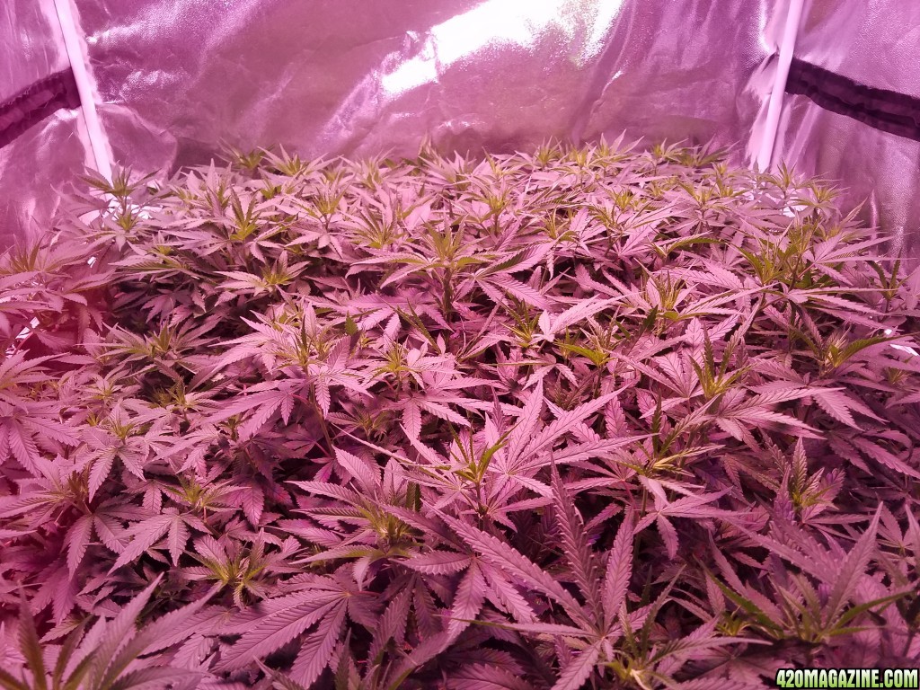 group shot 15 days in flower