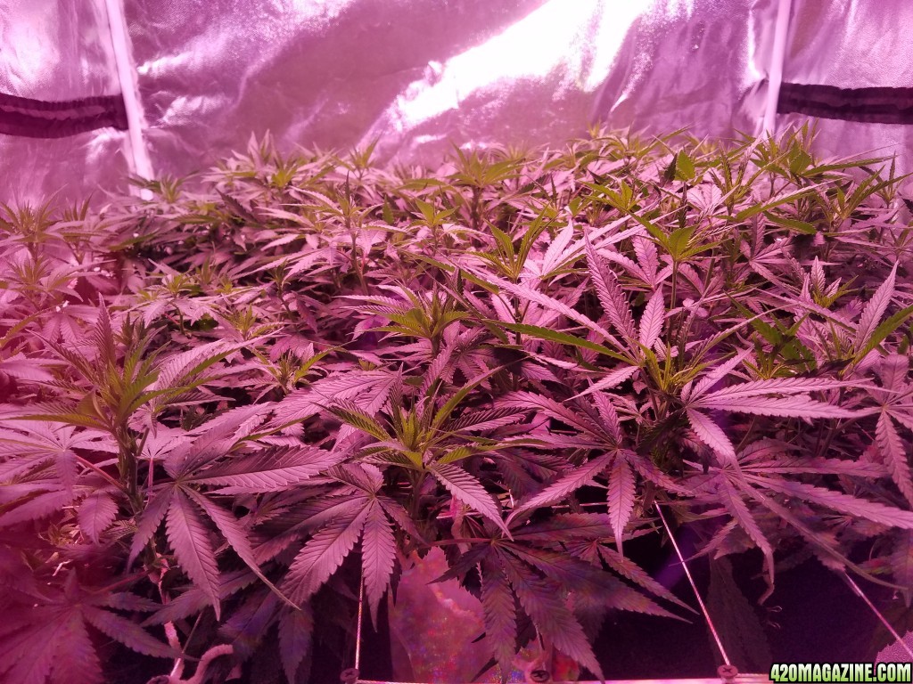 group shot 15 days in flower